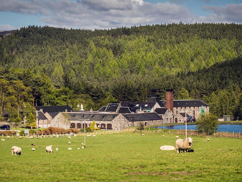 Royal Lochnagar