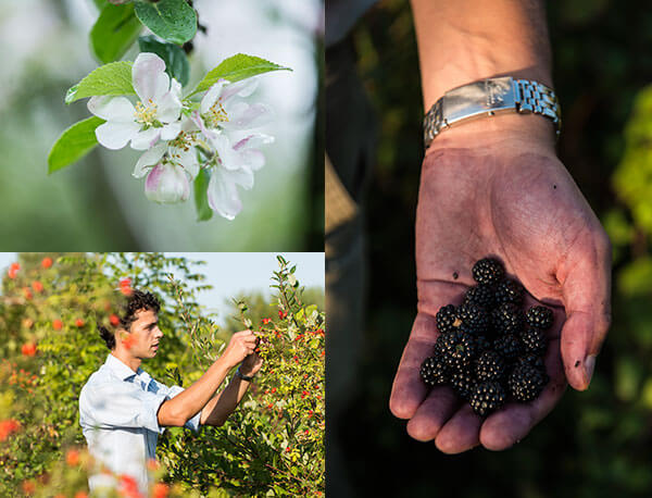 Capreolus distillery images
