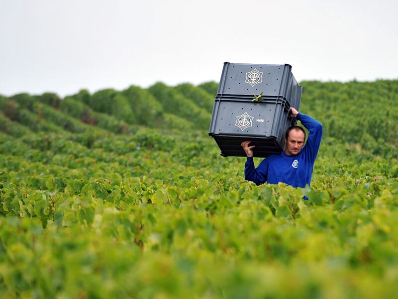 Veuve Clicquot