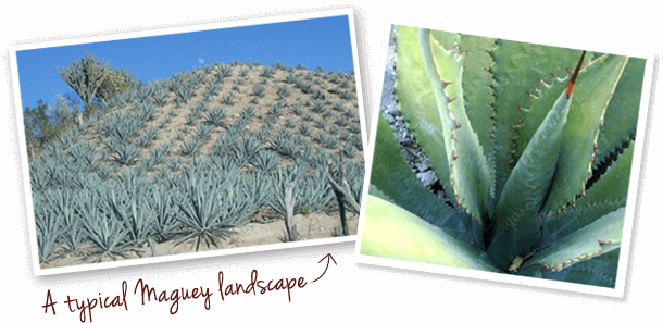A typical Mezcal landscape