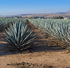 Tequila