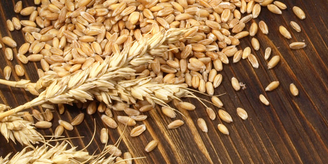 Grain Scotch Whisky