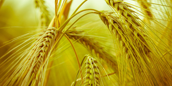 Wheat Whiskey