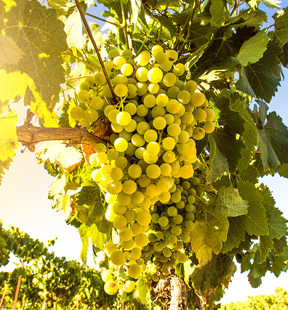 Aromatic Grapes