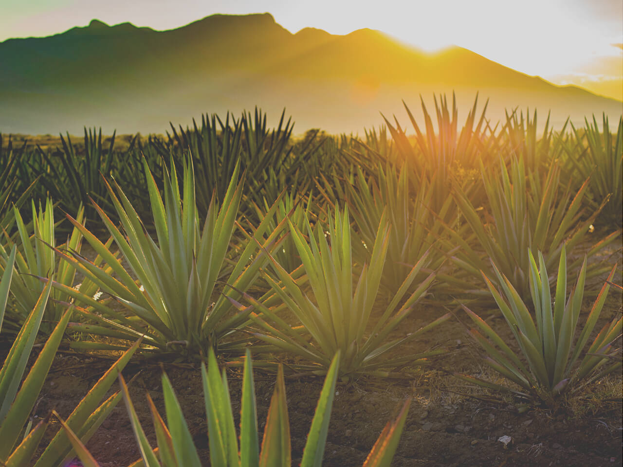 Tequila and Mezcal