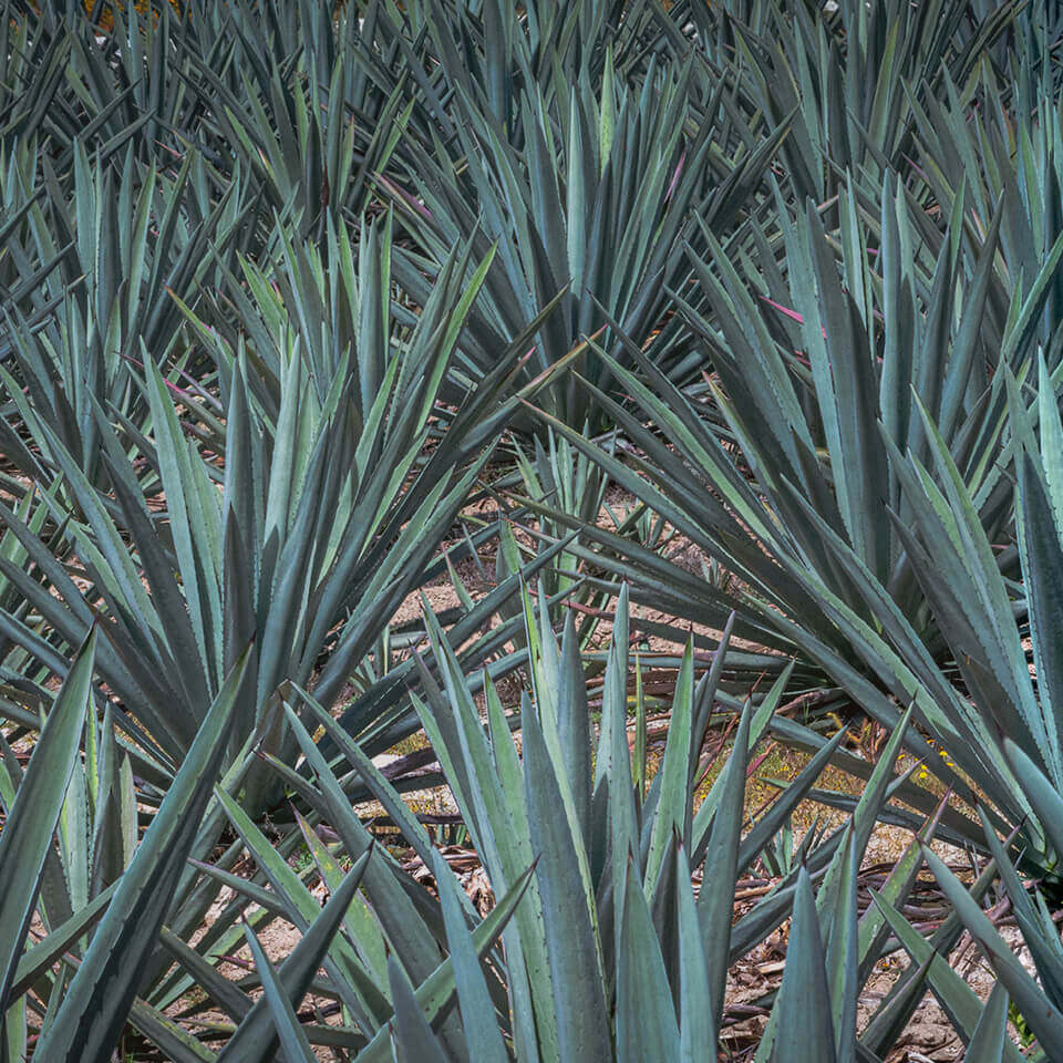 What is Mezcal? : The Whisky Exchange