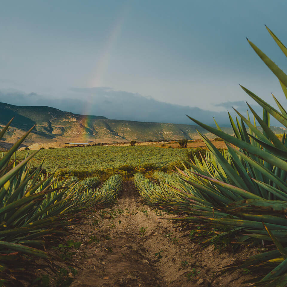 Mezcal - The Land