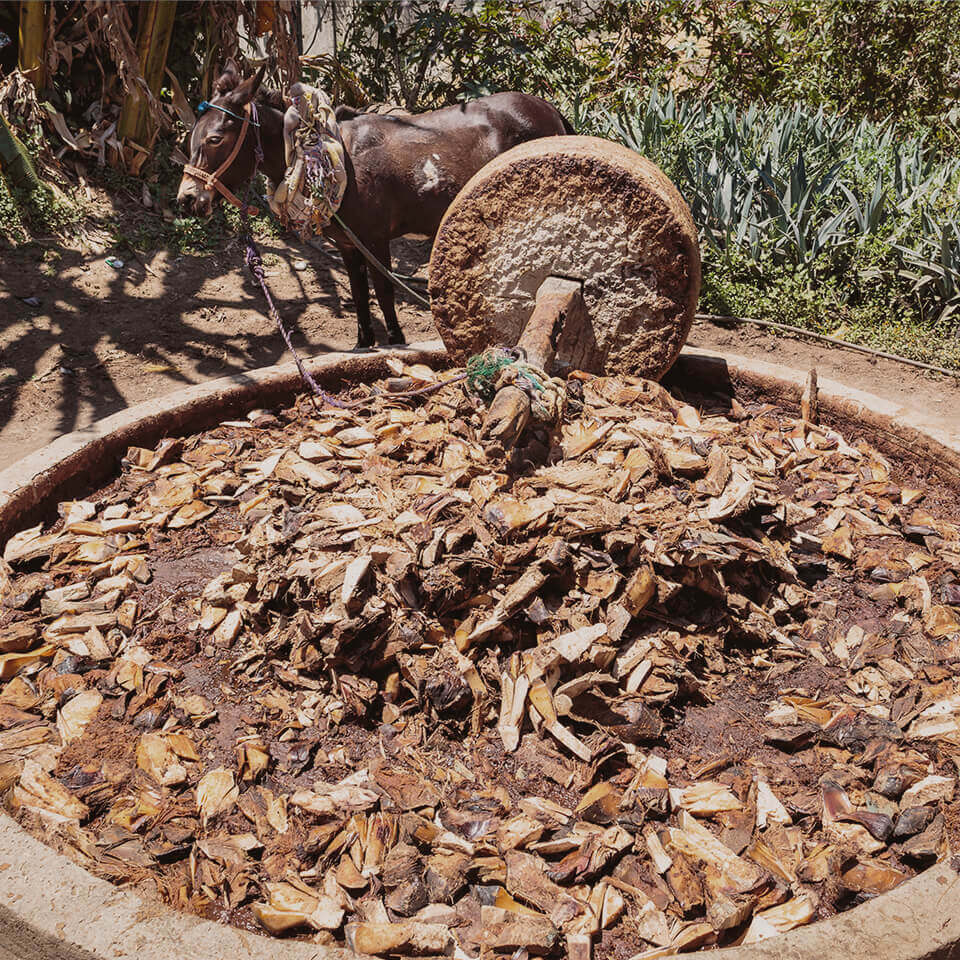 Tahona wheel crushing agave hearts