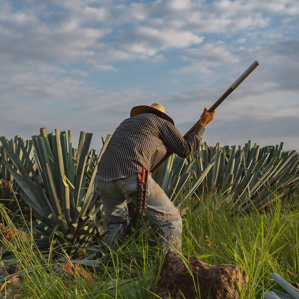 Jimadors cutting agaves