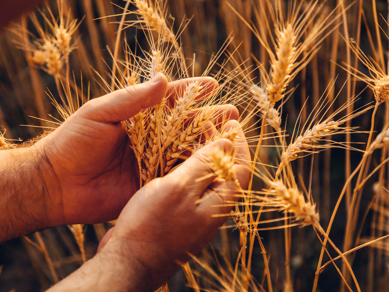 What is Irish Pot Still Whiskey? The Whisky Exchange