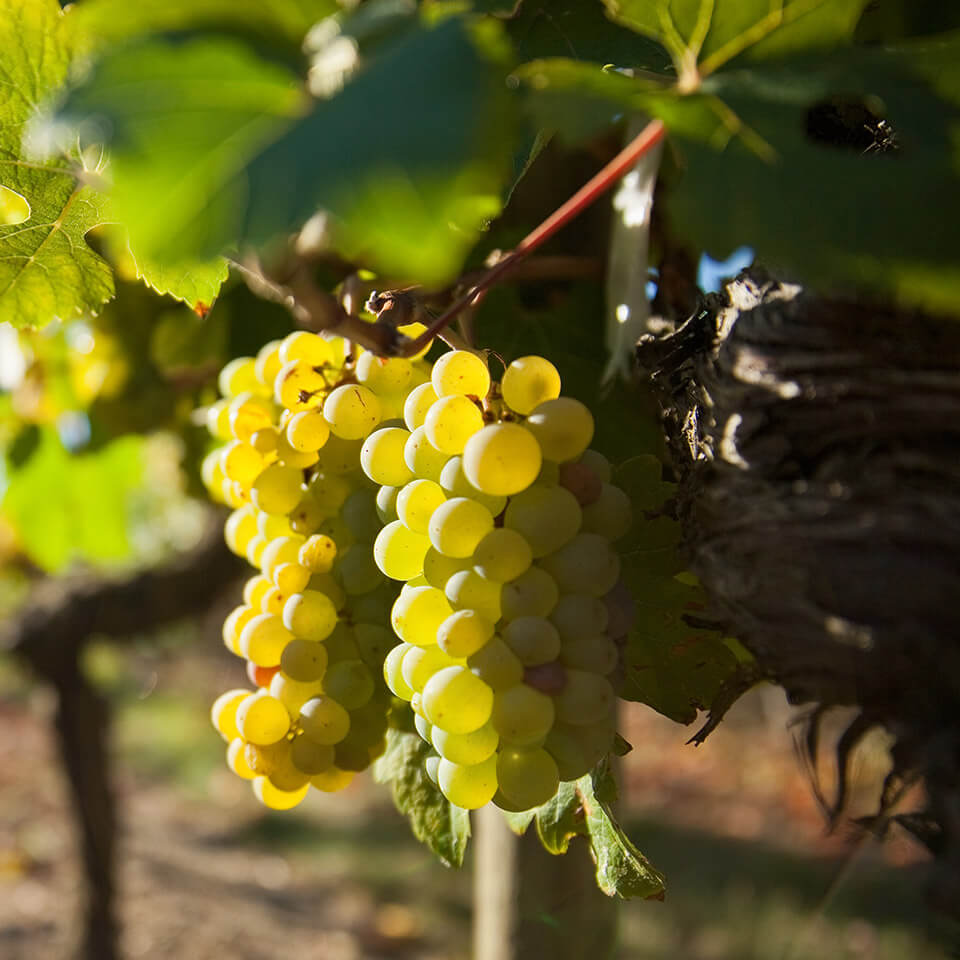 The Wine Exchange The Whisky Exchange