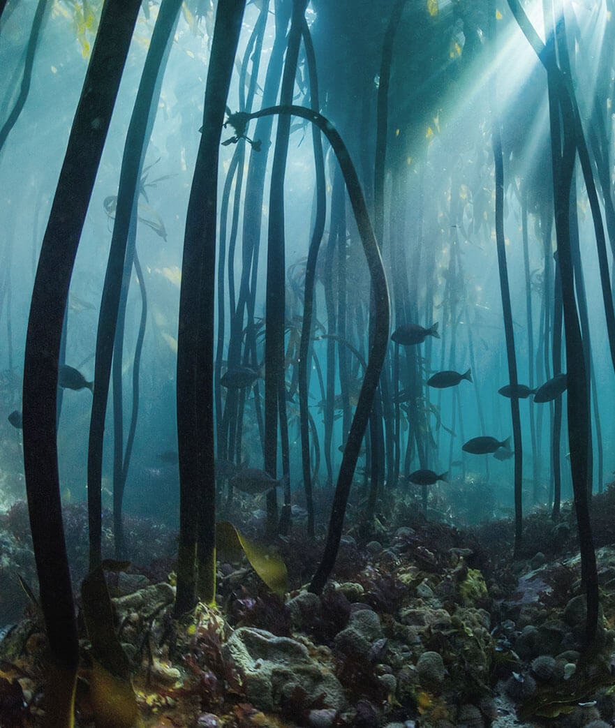 Rewild our Seas