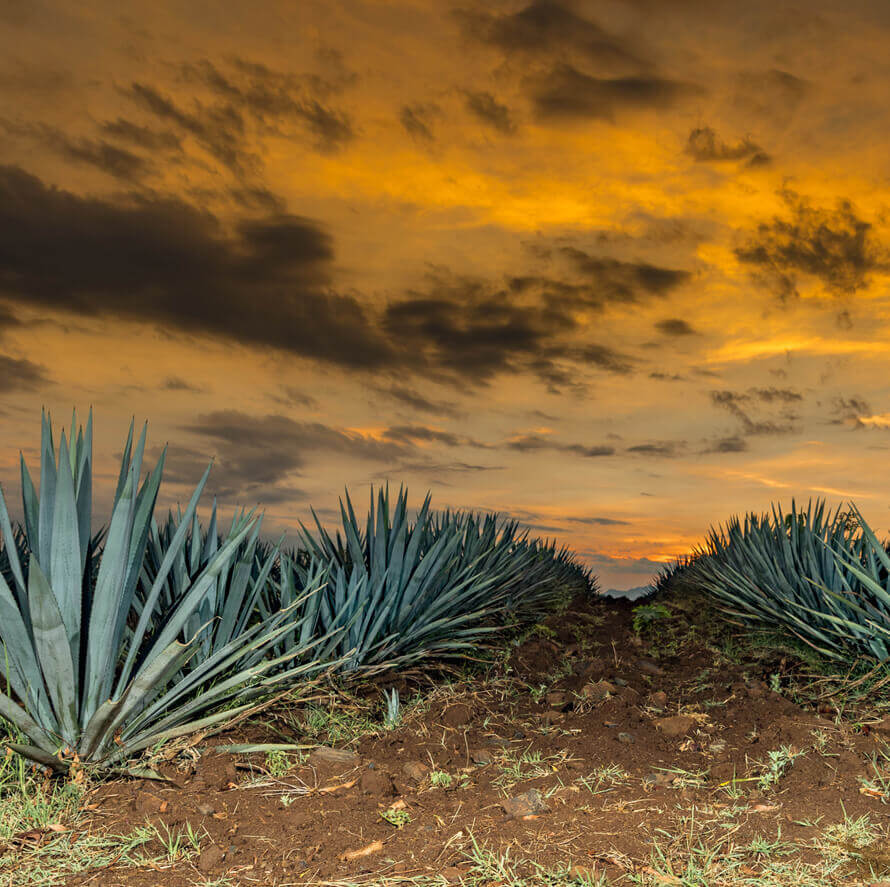 Tequila