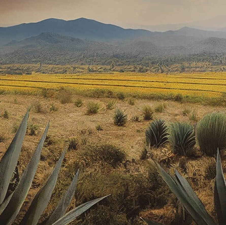 Tequila vs Mezcal