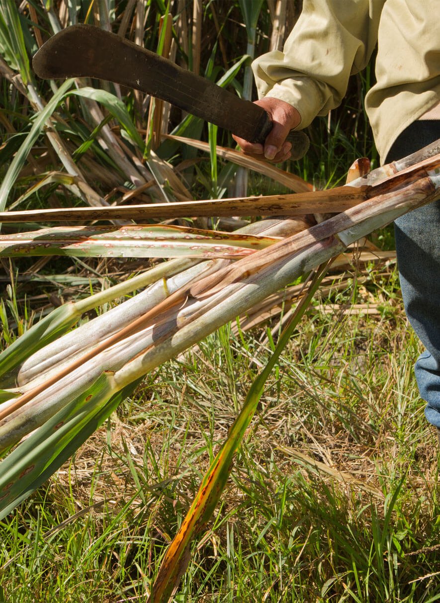 Puerto Rican rum breaking new ground in sustainable spirits