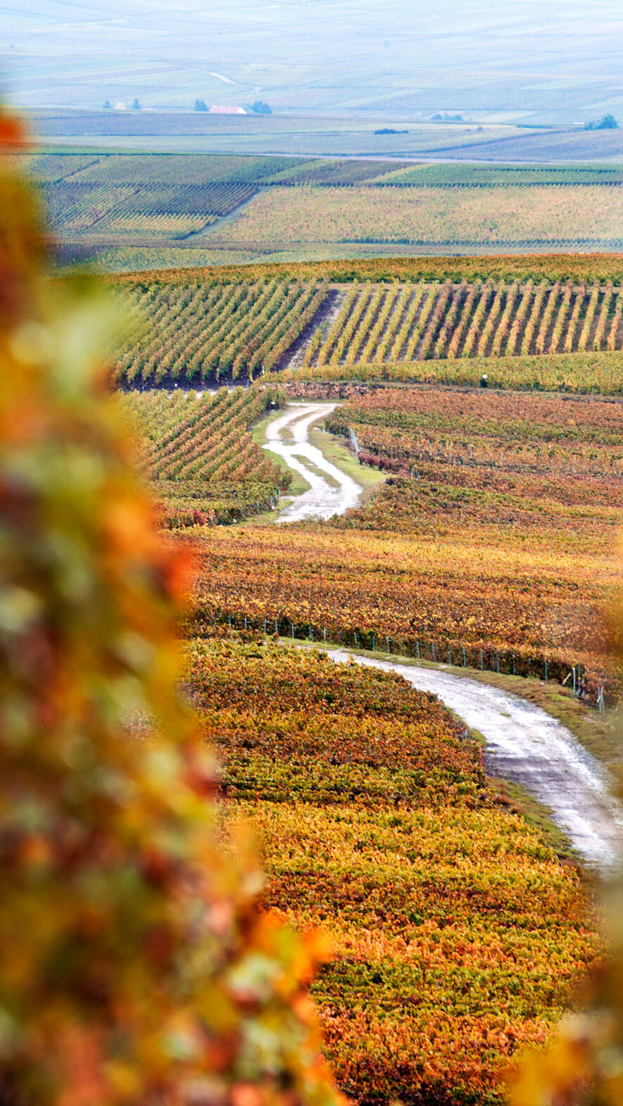 Innovating in Champagne for three centuries