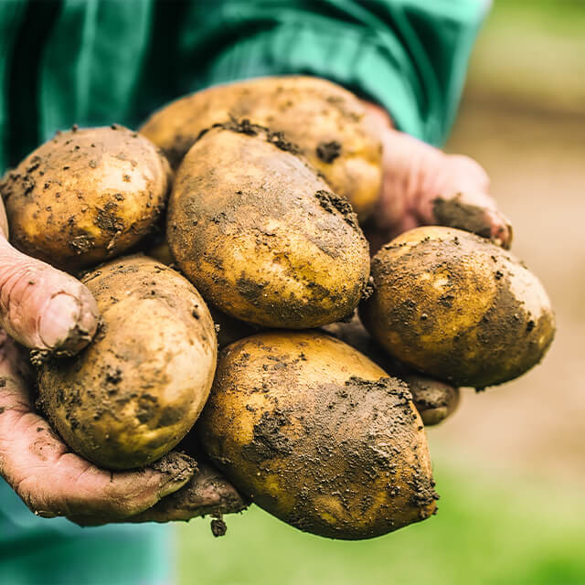 Potatoes