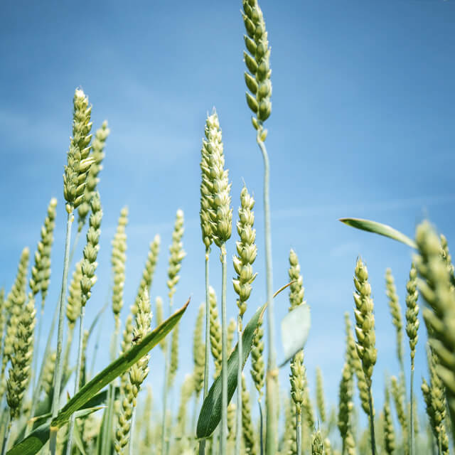 Wheat