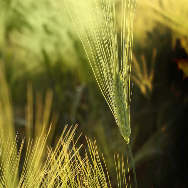 Rye