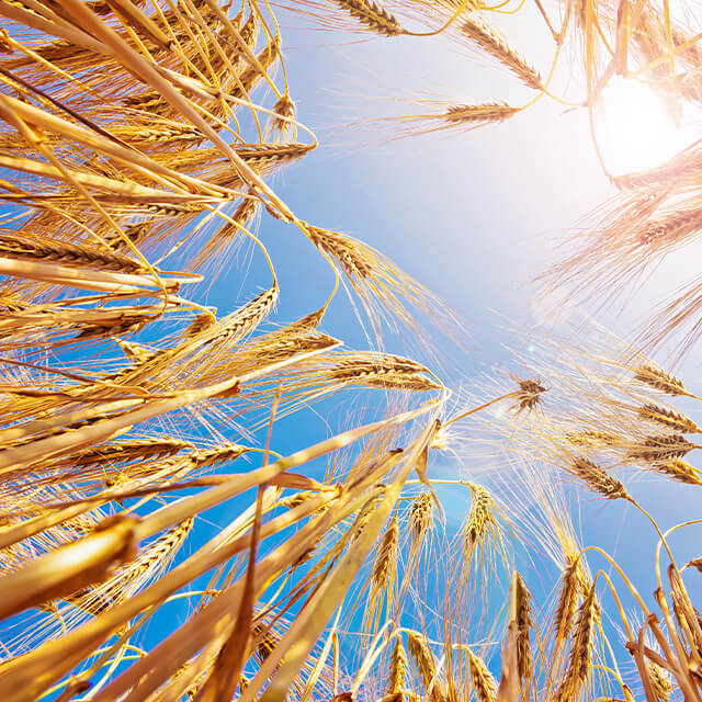 Barley Character