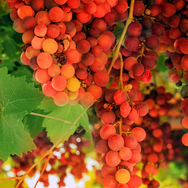 Grape Character