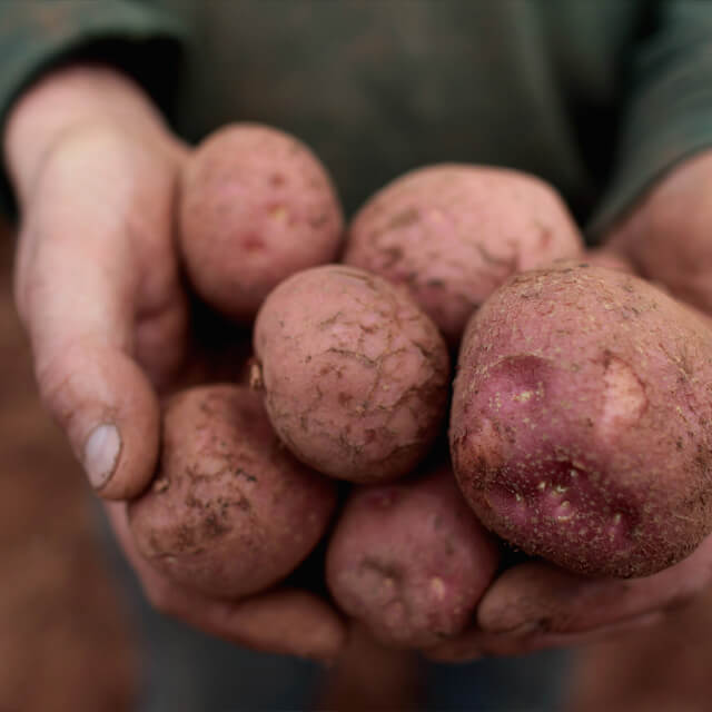 Potato Power