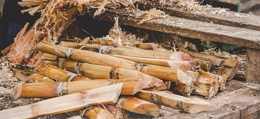 Sugar cane that grows abundantly on the island