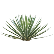 Agave