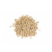 Barley