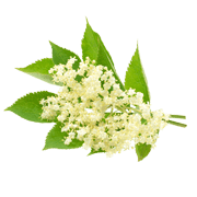 Elderflower