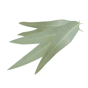 Eucalyptus