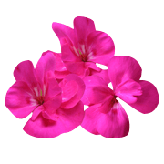 Geranium