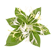 Honeysuckle