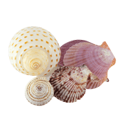 Seashell