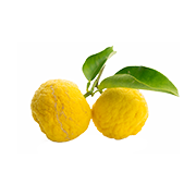 Yuzu