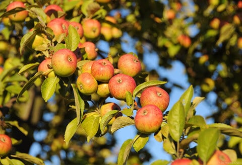 Calvados is made almost exclusively in Normandy, France