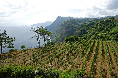 Madeira is exceptionally long lasting – once opened, a bottle will stay drinkable for several months