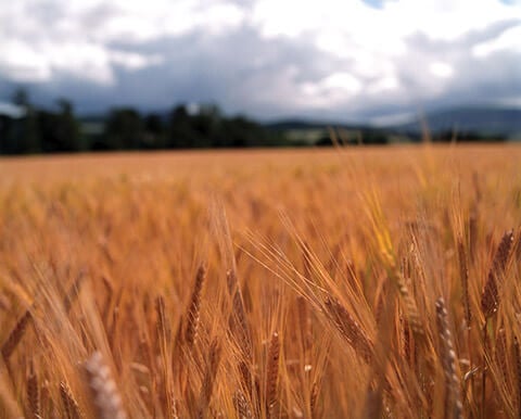 Single malt whisky must be made with 100% barley