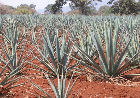 Tequila is made from the agave plant; blue agave is the superior variety