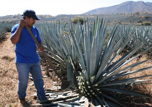 The agave plants are harvested by jimadors; only the heart of the agave is used in Tequila production