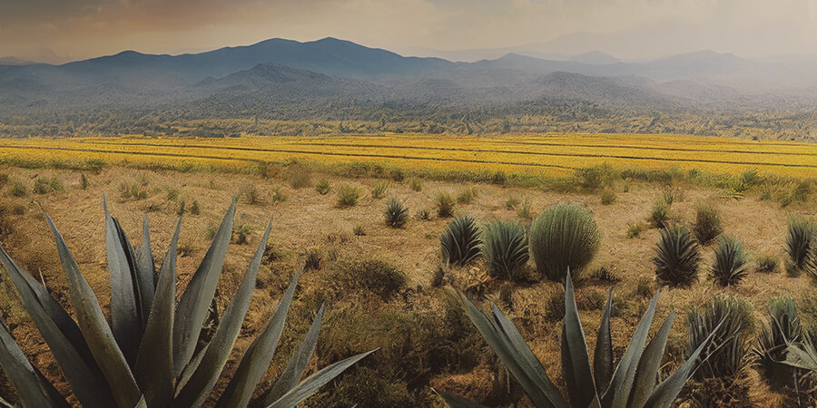 What is Tequila?